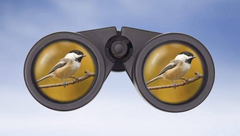 The 14 Best Birding Binoculars 🦅 [2021 Reviews] | Outside Pursuits