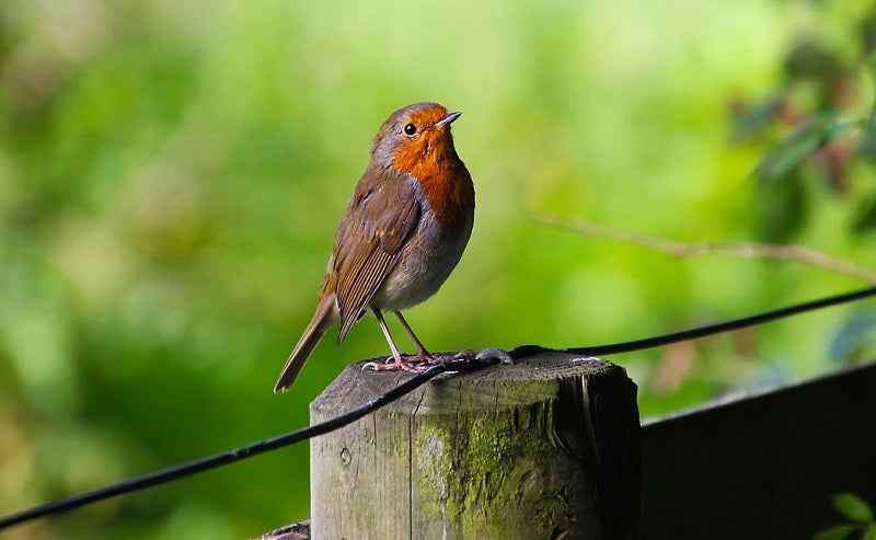 best birding binoculars