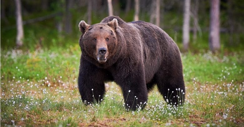 The 5 Best Bear Sprays - [2020 Reviews & Guide] | Outside Pursuits