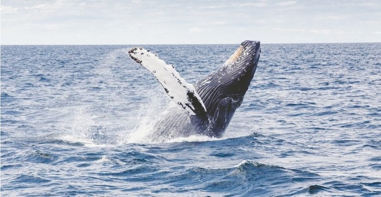 The 5 Best Whale Watching Tours From Vancouver - [2020 Reviews