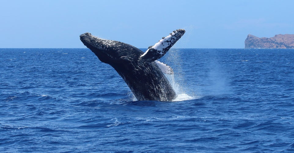 The 5 Best Whale Watching Tours in Cabo San Lucas [2020 Reviews