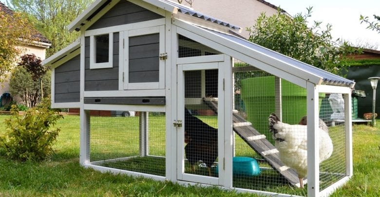 The 7 Best Chicken Coops 2021 Reviews Outside Pursuits